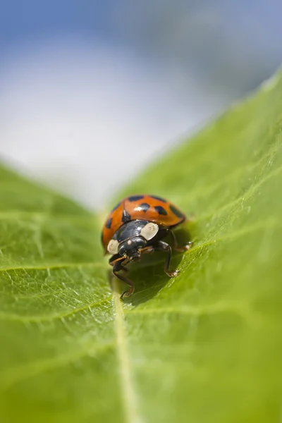 Nyckelpiga — Stockfoto