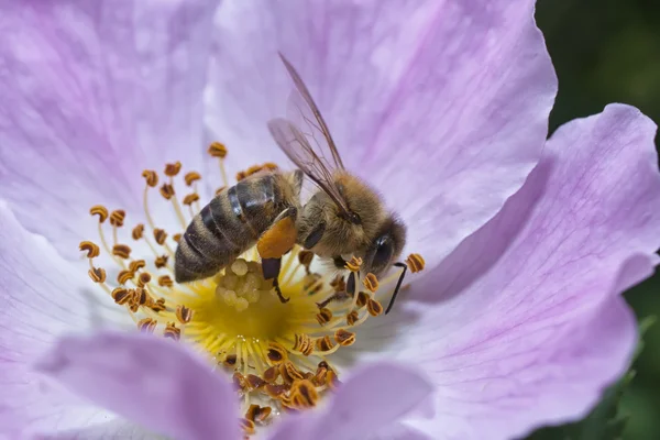 Avispa coleccionando polen —  Fotos de Stock