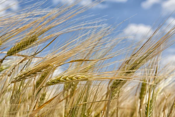 Ears Of Barley — Stock Photo, Image