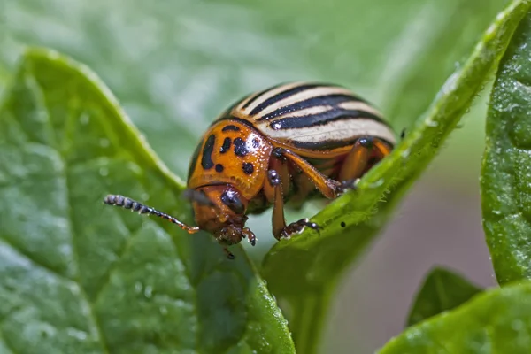 Colorado Potato Beetle — Stock Photo, Image