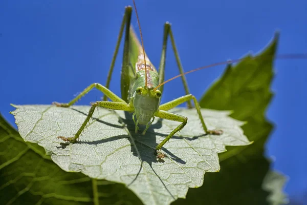 Saltamontes — Foto de Stock