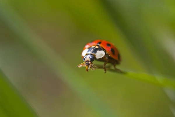 Neergestreken lieveheersbeestje — Stockfoto