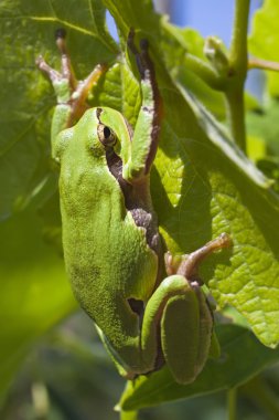 Avrupa ağaç kurbağası