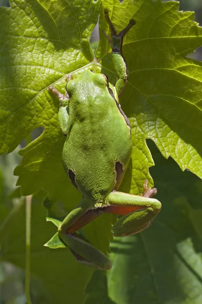 Europäischer Laubfrosch — Stockfoto