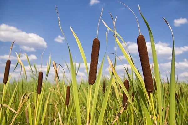 Bullrushes