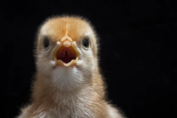 Baby chick — Stockfoto
