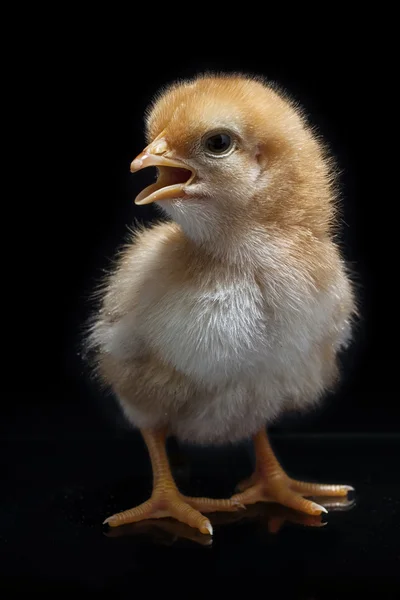 Baby Chick — Stock Photo, Image