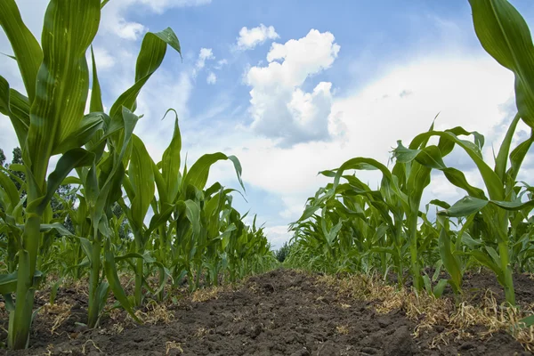 Young Maize plants growing in a row — Stok fotoğraf