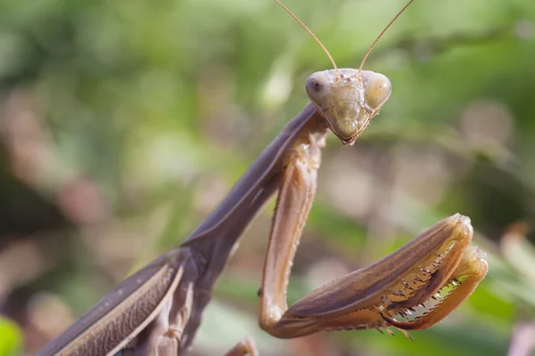 カマキリの昆虫 — ストック写真