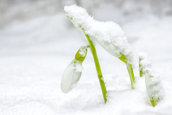 Snow Drop — Stock Photo, Image