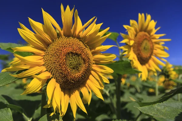 Onder de bloemen — Stockfoto