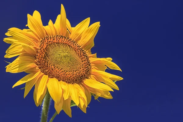 Girasole singolo Foto Stock Royalty Free