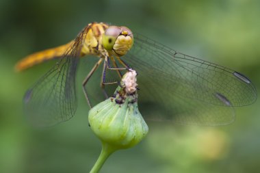 ortak Pasifik'ten oğlan dragon fly