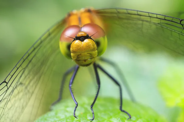 Общие Darter Dragon Fly — стоковое фото