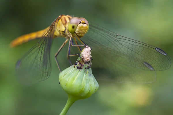 Volare comune drago Darter Immagine Stock