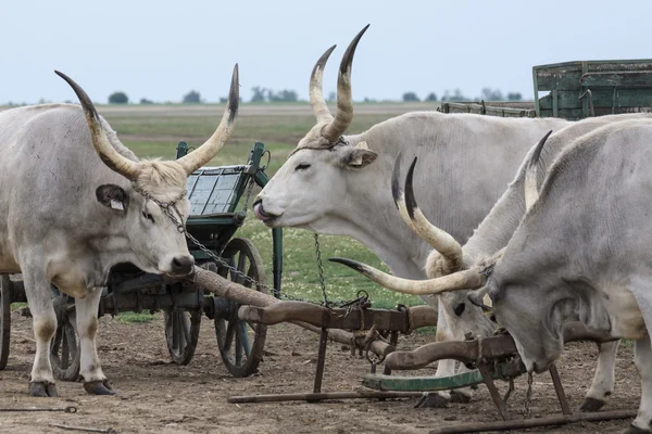 geleneksel Macar gri steer
