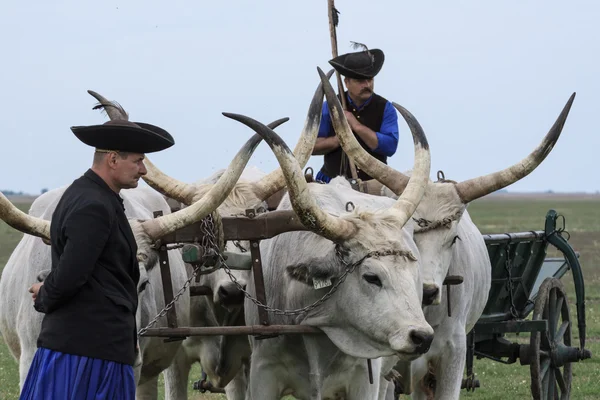 Macar gri yönlendirmek ve herdsmen