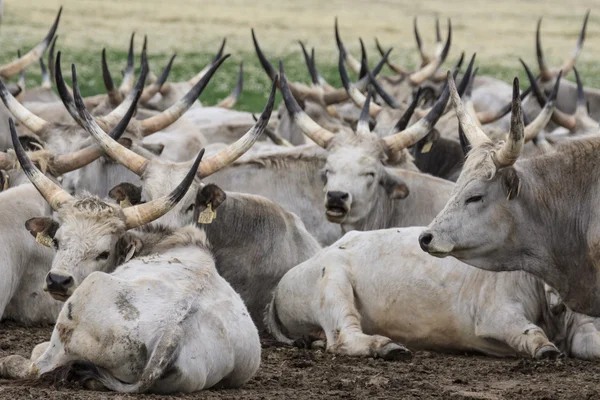 Traditionella ungerska grå steer — Stockfoto