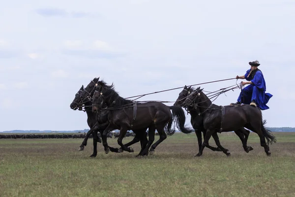 Ungerska cowboys Stockbild