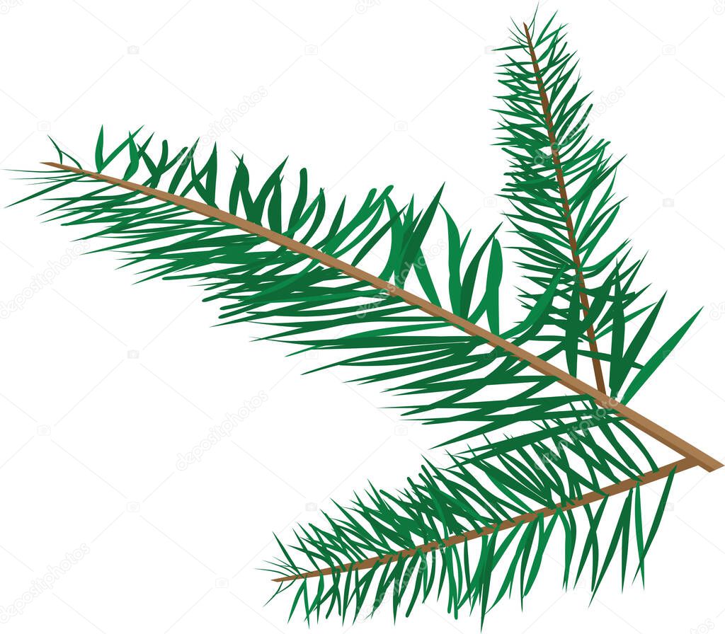 Christmas tree branch color vector illustration isolated