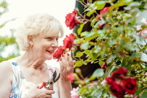 Seniorin im Garten schneidet ihre Rosen — Stockfoto