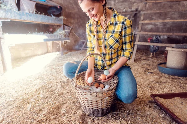 Agricultor poniendo huevos de pollo en su cesta después de recogerlos — Foto de Stock