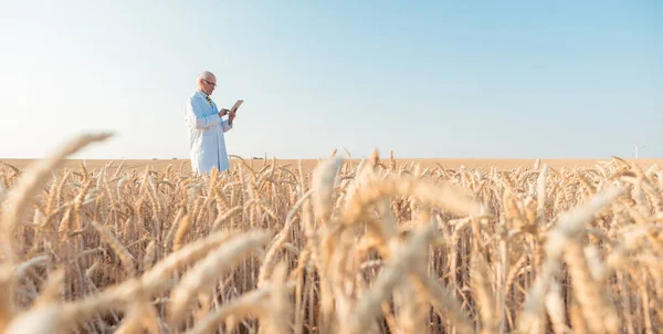 Ricercatore agricolo che fa ricerca sui dati di tracciamento dei campi di prova dei cereali — Foto Stock