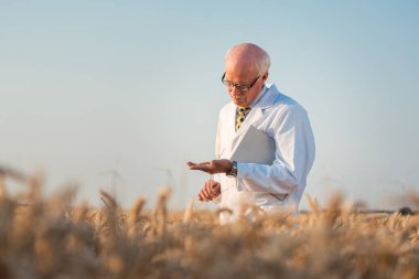 Araştırmacı yeni tahıl ve buğday türleri üzerinde saha testi yapıyor.