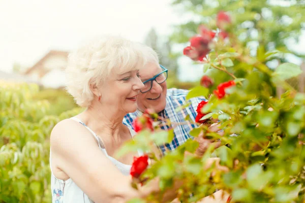 Старший чоловік і жінка ріжуть садові троянди перед своїм будинком — стокове фото