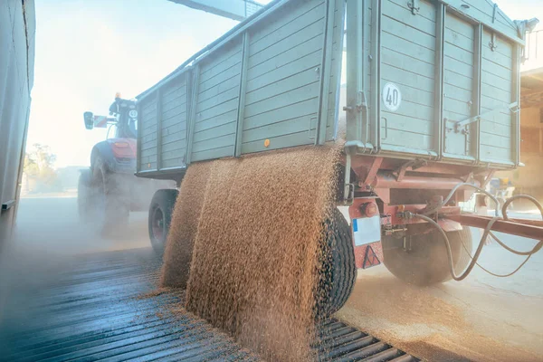 Agricultor descarregando sua colheita de grãos para o celeiro — Fotografia de Stock