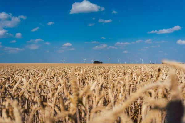 Wheat field with wind turbines on the horizon — Stok fotoğraf