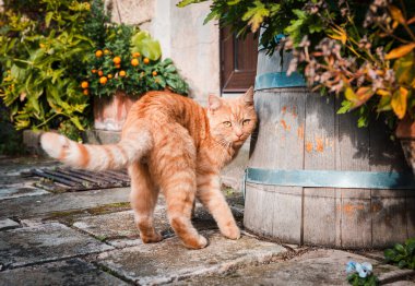 Kırsal kesimde çiçeklerin arasında oyuncu bir kedi.