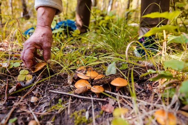 Mujer Recogiendo Setas Bosque Durante Otoño — Foto de Stock