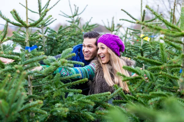 Pareja Buscando Comprar Árboles Navidad — Foto de Stock