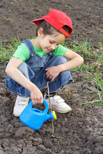 Маленькая девочка поливает капусту — стоковое фото
