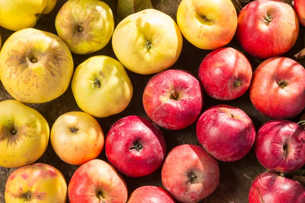 Manzanas amarillas y rojas —  Fotos de Stock