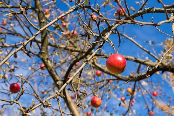 Manzanas rojas en ramas — Foto de Stock