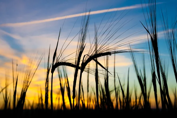 Orelhas de trigo contra o pôr do sol — Fotografia de Stock