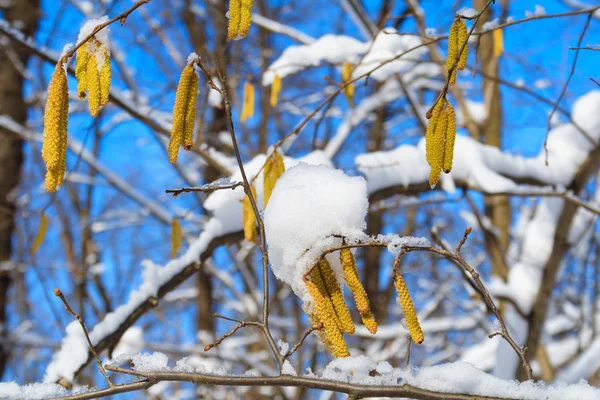 Gałęzie brzozy z catkins — Zdjęcie stockowe