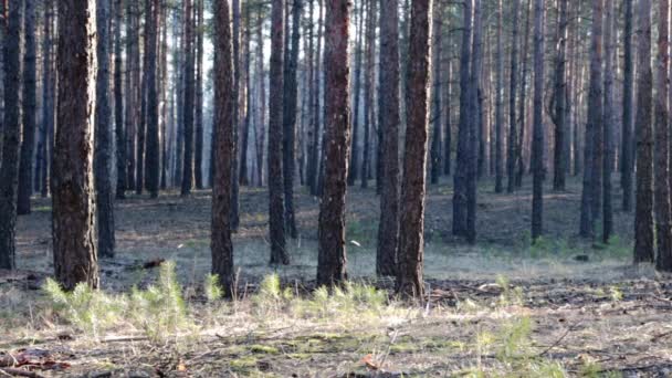 Mosquitos voladores en el bosque de primavera — Vídeo de stock