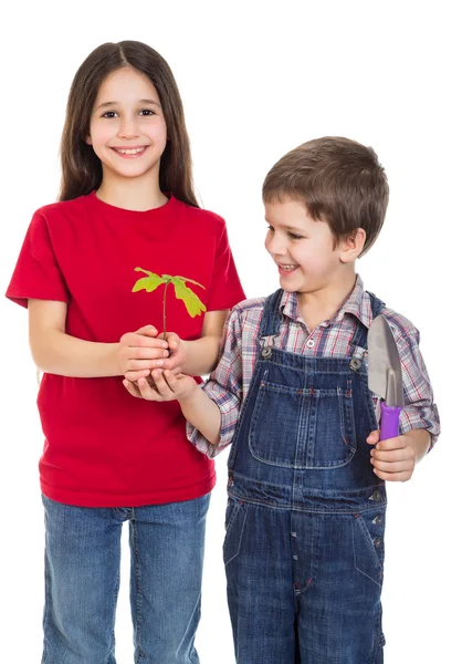 Kids with oak sapling in hands — Stock Photo, Image