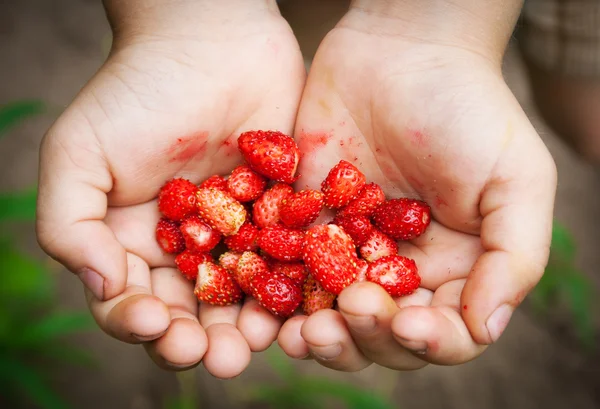 Fresas silvestres en manos de niños — Foto de Stock