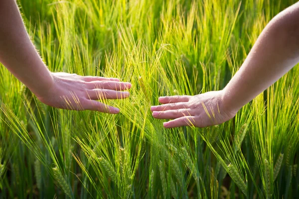 Mani di bambino con spighe di grano — Foto Stock