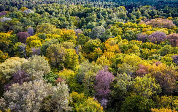 Sonbahar Yaprak Döken Ormanlara Hava Manzarası Doğal Sarı Yeşil Renkli — Stok fotoğraf