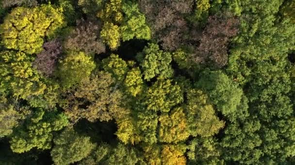 Flygfoto till höst skog, naturliga färgglada bakgrund — Stockvideo