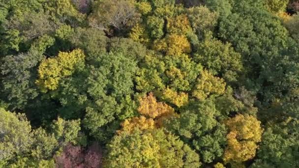 Luftaufnahme des Herbstwaldes, natürlicher, bunter Hintergrund — Stockvideo