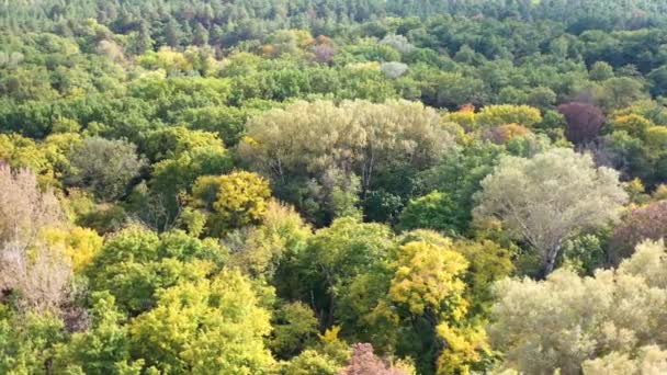 Aerial view to autumn forest, natural colorful background — Stock Video