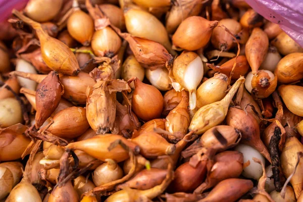 Natural Background Many Little Yellow Onion Bulbs Seeds — ストック写真