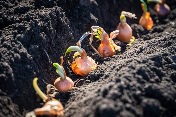 Yellow Onion Bulbs Seeds Row Soil Spring Seeding Concept — Stock Photo, Image