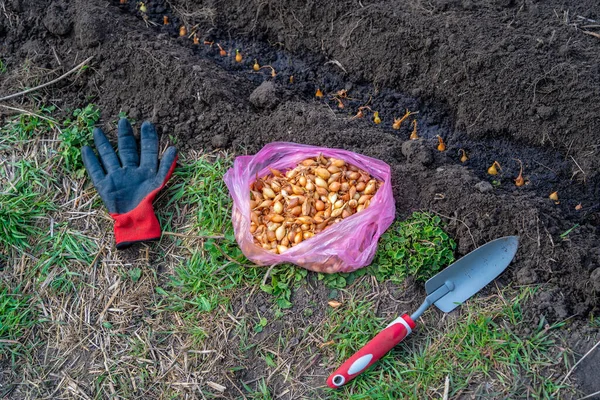 Yellow Onion Bulbs Seeds Row Soil Garden Tools Spring Seeding — Stock Photo, Image